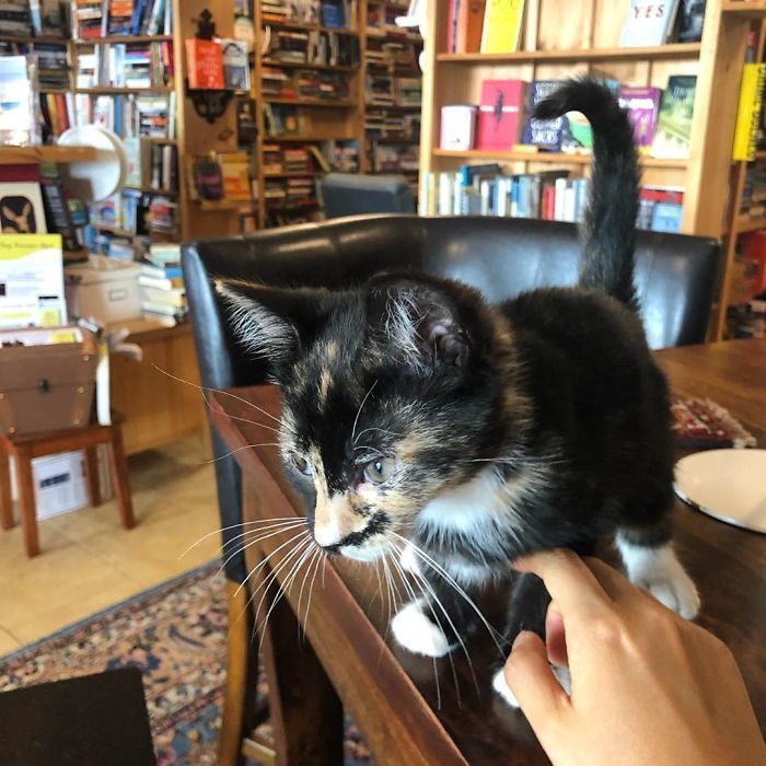 Блог - Уникальный книжный магазин в Канаде, где живут коты, которых можно забрать домой Уникальный книжный магазин в Канаде, где живут коты, которых можно забрать домой
