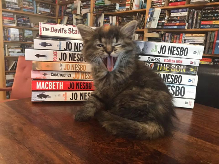 Блог - Уникальный книжный магазин в Канаде, где живут коты, которых можно забрать домой Уникальный книжный магазин в Канаде, где живут коты, которых можно забрать домой