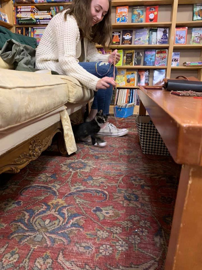 Блог - Уникальный книжный магазин в Канаде, где живут коты, которых можно забрать домой Уникальный книжный магазин в Канаде, где живут коты, которых можно забрать домой