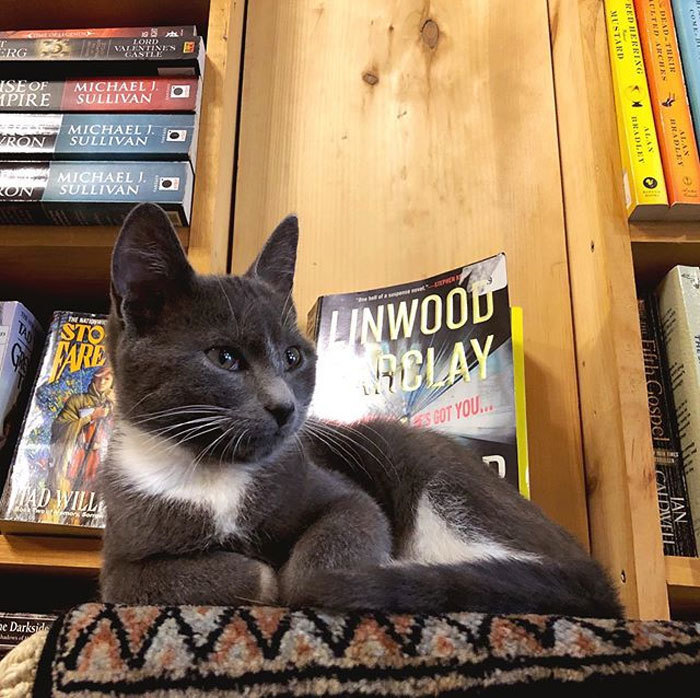 Блог - Уникальный книжный магазин в Канаде, где живут коты, которых можно забрать домой Уникальный книжный магазин в Канаде, где живут коты, которых можно забрать домой