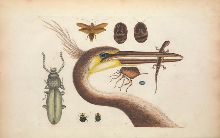 Блог - Самые захватывающие иллюстрации флоры и фауны от Biodiversity Heritage Library Самые захватывающие иллюстрации флоры и фауны от Biodiversity Heritage Library