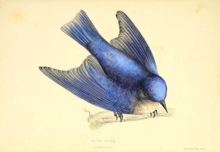 Блог - Самые захватывающие иллюстрации флоры и фауны от Biodiversity Heritage Library Самые захватывающие иллюстрации флоры и фауны от Biodiversity Heritage Library