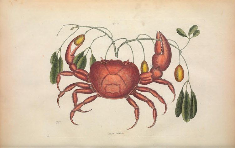Блог - Самые захватывающие иллюстрации флоры и фауны от Biodiversity Heritage Library Самые захватывающие иллюстрации флоры и фауны от Biodiversity Heritage Library