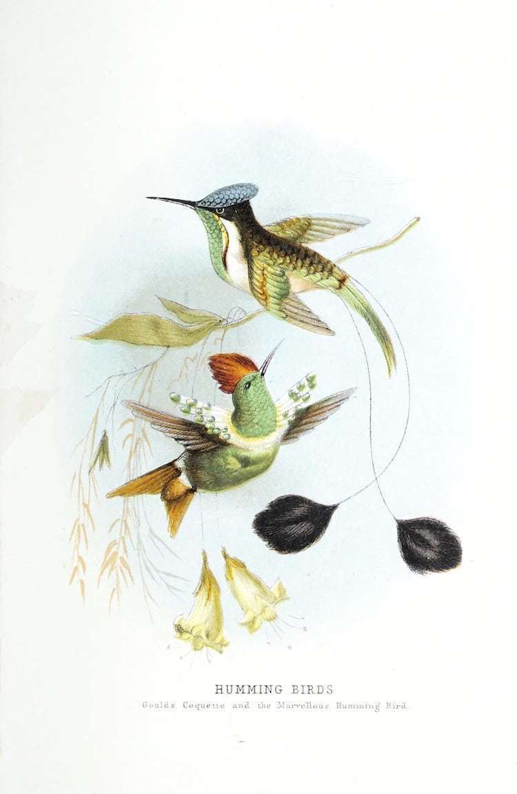 Блог - Самые захватывающие иллюстрации флоры и фауны от Biodiversity Heritage Library Самые захватывающие иллюстрации флоры и фауны от Biodiversity Heritage Library