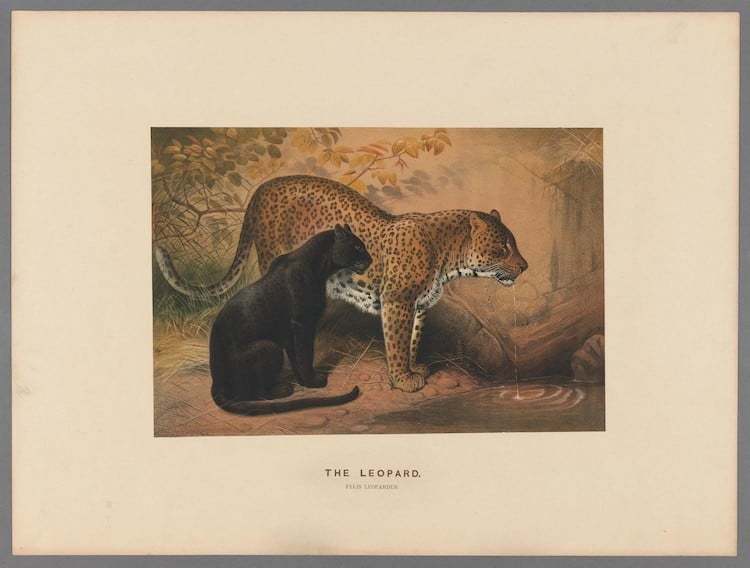 Блог - Самые захватывающие иллюстрации флоры и фауны от Biodiversity Heritage Library Самые захватывающие иллюстрации флоры и фауны от Biodiversity Heritage Library