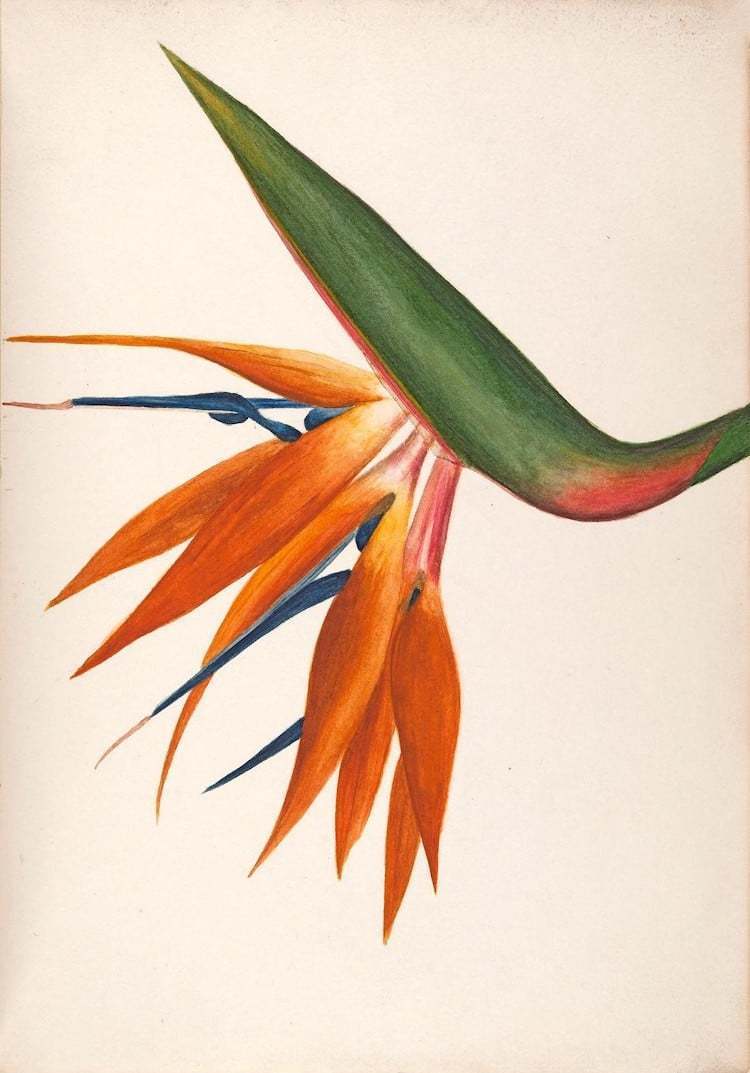 Блог - Самые захватывающие иллюстрации флоры и фауны от Biodiversity Heritage Library Самые захватывающие иллюстрации флоры и фауны от Biodiversity Heritage Library