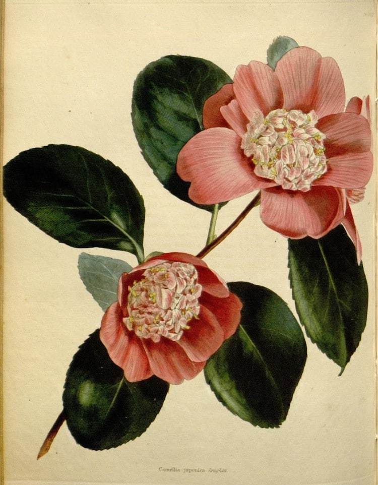 Блог - Самые захватывающие иллюстрации флоры и фауны от Biodiversity Heritage Library Самые захватывающие иллюстрации флоры и фауны от Biodiversity Heritage Library