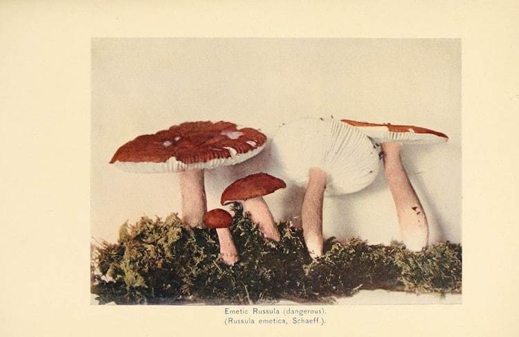 Блог - Самые захватывающие иллюстрации флоры и фауны от Biodiversity Heritage Library Самые захватывающие иллюстрации флоры и фауны от Biodiversity Heritage Library