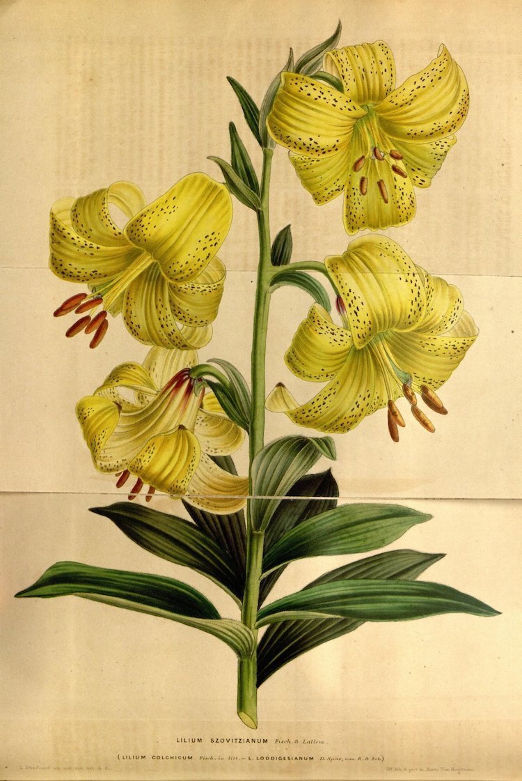 Блог - Самые захватывающие иллюстрации флоры и фауны от Biodiversity Heritage Library Самые захватывающие иллюстрации флоры и фауны от Biodiversity Heritage Library
