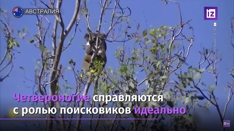 Блог - Видео: Как собаки-спасатели помогают коалам в Австралии Видео: Как собаки-спасатели помогают коалам в Австралии