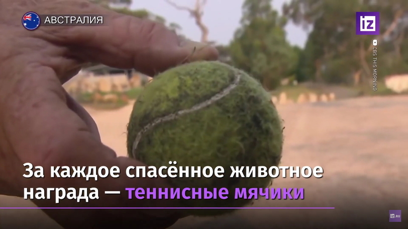Блог - Видео: Как собаки-спасатели помогают коалам в Австралии Видео: Как собаки-спасатели помогают коалам в Австралии