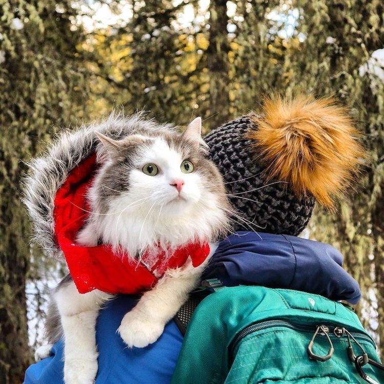 Блог - Гэри — уникальный кот, который не боится зловещих горных приключений Гэри — уникальный кот, который не боится зловещих горных приключений