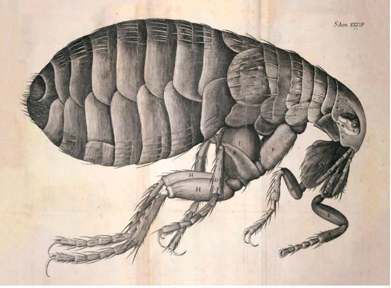Вид блохи под микроскопом из книги Роберта Гука «Микрография», 1665 год