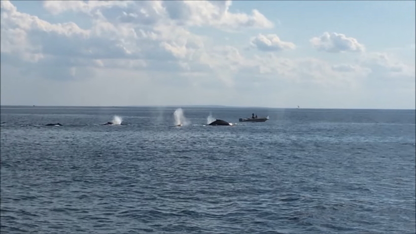 Блог - Видео: Киты создают радугу над водой, приводя туристов в восторг Видео: Киты создают радугу над водой, приводя туристов в восторг