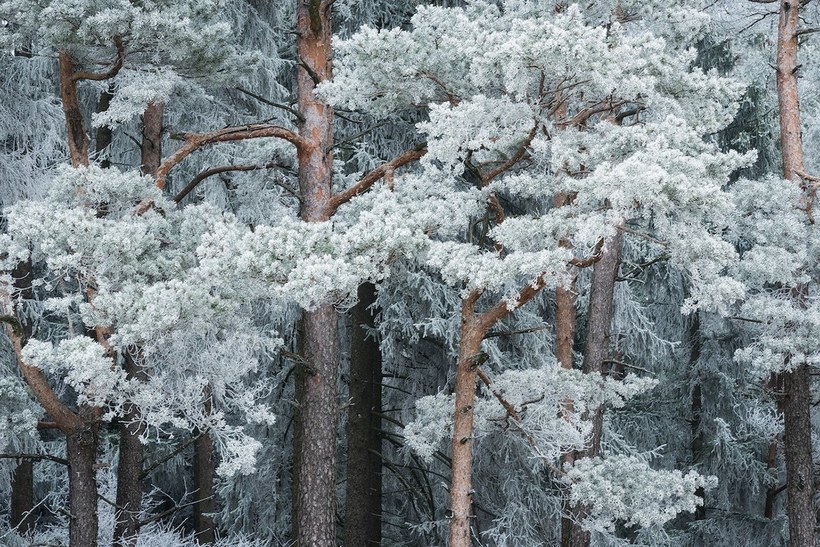 Блог - Зимняя сказка: фантастические фото заснеженных лесов Зимняя сказка: фантастические фото заснеженных лесов
