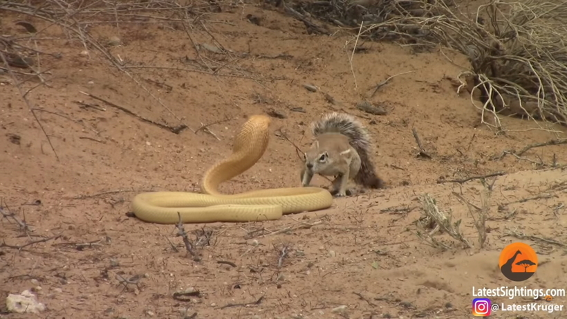 Видео: Мама-белка пытается спасти детенышей от кобры