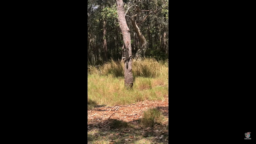 Видео: Варан забрался на дерево и борется с птицами
