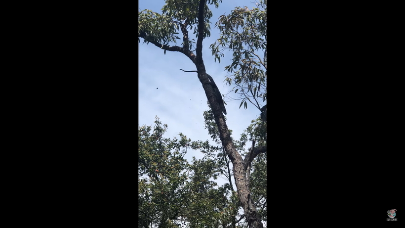Видео: Варан забрался на дерево и борется с птицами