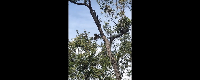 Видео: Варан забрался на дерево и борется с птицами