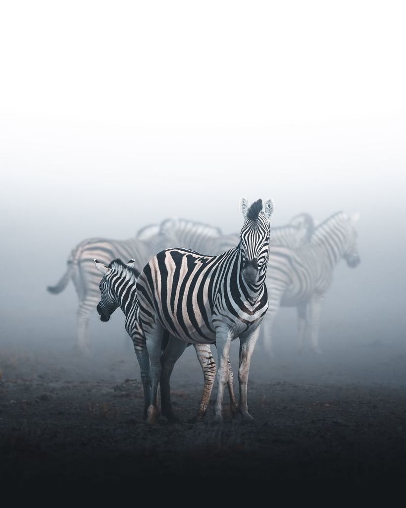 Блог - 20 лучших снимков с фотоконкурса дикой природы #Wild2020 20 лучших снимков с фотоконкурса дикой природы #Wild2020