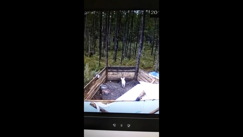 Блог - Люди не могли понять, почему их поросенок не набирает вес, пока не поставили камеру Люди не могли понять, почему их поросенок не набирает вес, пока не поставили камеру