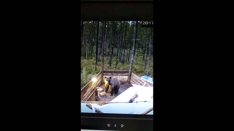 Блог - Люди не могли понять, почему их поросенок не набирает вес, пока не поставили камеру Люди не могли понять, почему их поросенок не набирает вес, пока не поставили камеру