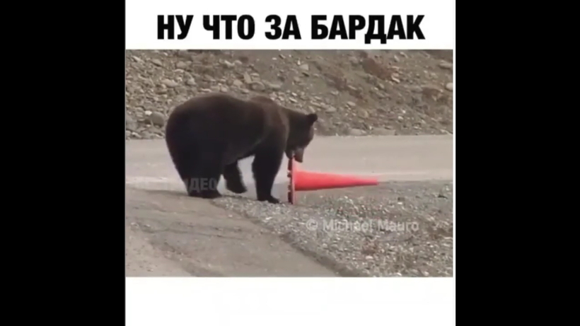 Блог - На видео попал медведь, который, проходя мимо, поправил дорожный конус На видео попал медведь, который, проходя мимо, поправил дорожный конус