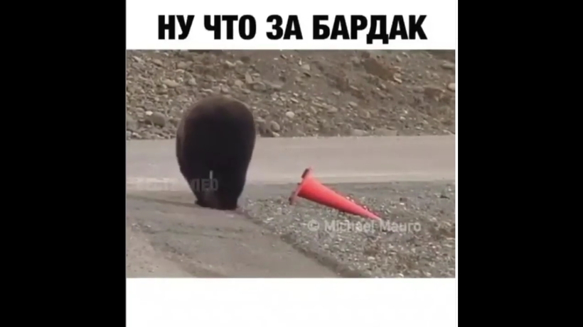 Блог - На видео попал медведь, который, проходя мимо, поправил дорожный конус На видео попал медведь, который, проходя мимо, поправил дорожный конус