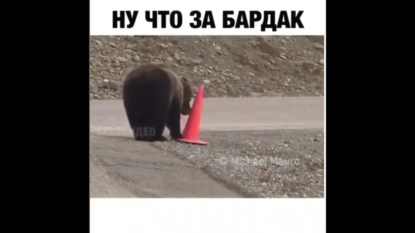 Блог - На видео попал медведь, который, проходя мимо, поправил дорожный конус На видео попал медведь, который, проходя мимо, поправил дорожный конус