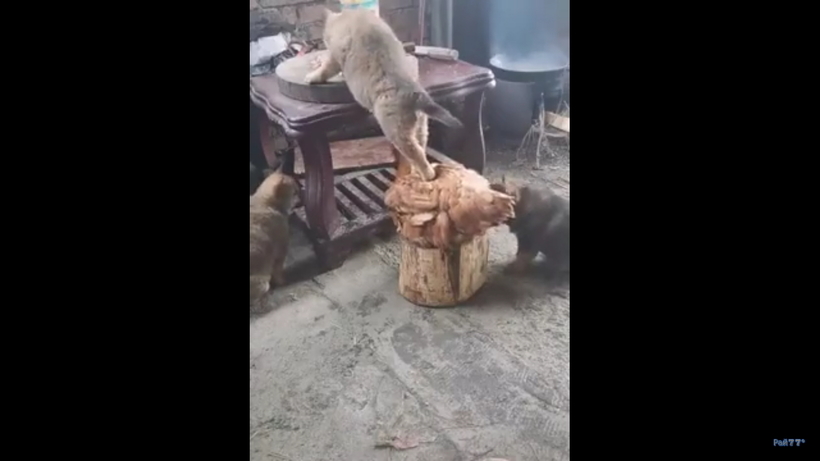 Блог - Видео: Щенок забрался на курицу, чтобы стащить лакомство со стола Видео: Щенок забрался на курицу, чтобы стащить лакомство со стола