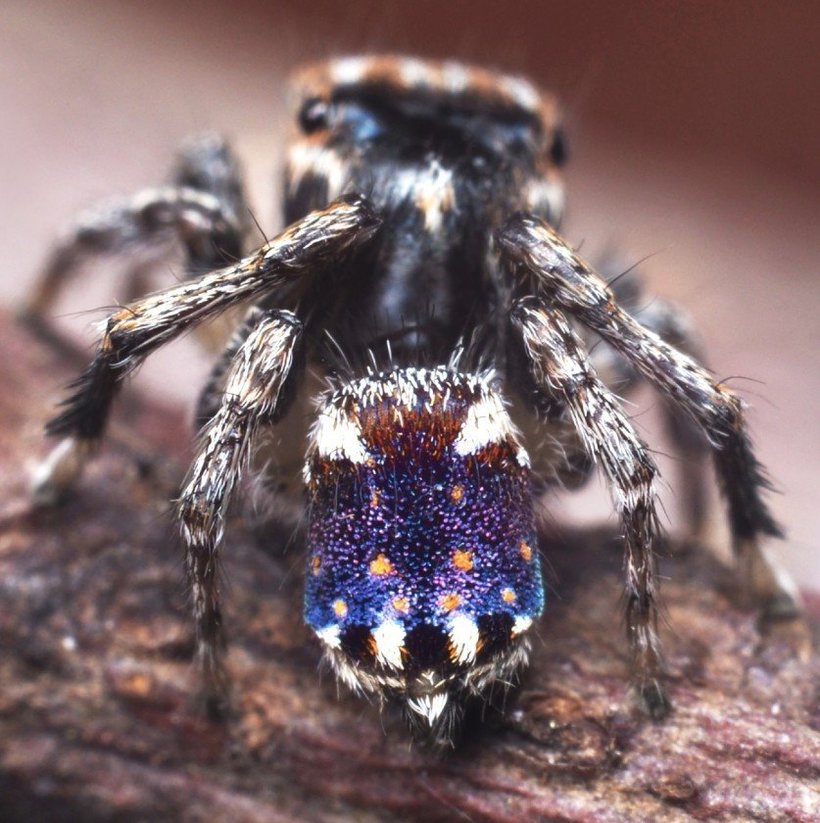 Maratus constellatus собственной персоной Maratus constellatus собственной персоной