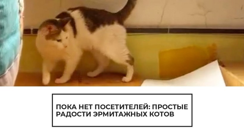 Блог - Видео: Жизнь котов в Эрмитаже во время самоизоляции Видео: Жизнь котов в Эрмитаже во время самоизоляции