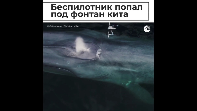 Блог - Видео: Беспилотник попал под фонтан кита Видео: Беспилотник попал под фонтан кита