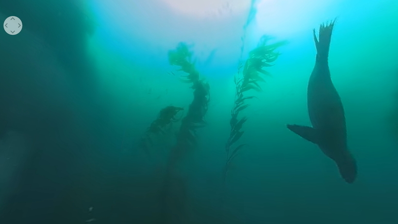 Блог - Видео: Виртуальный дайвинг с морскими львами от NOAA Видео: Виртуальный дайвинг с морскими львами от NOAA