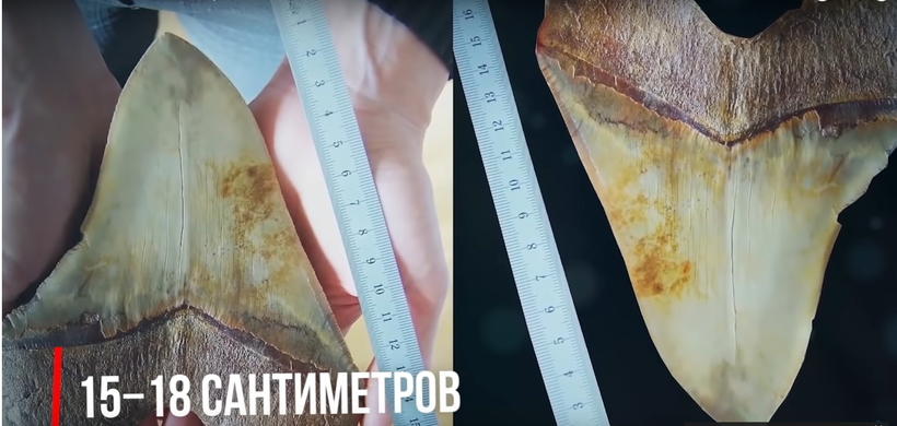 Блог - Видео: Что, если мегалодоны, самые гигантские акулы, не вымерли Видео: Что, если мегалодоны, самые гигантские акулы, не вымерли