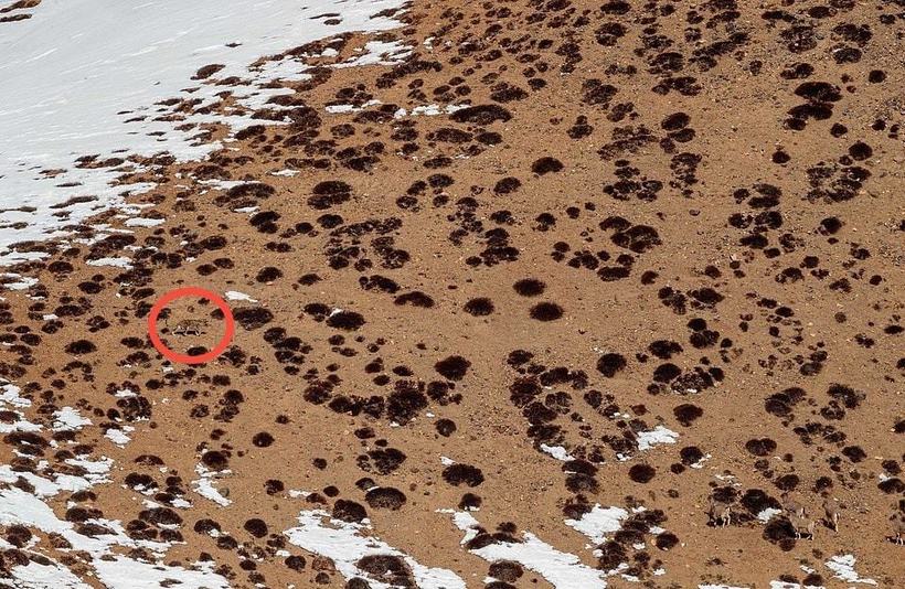Блог - Фотограф сделал потрясающие снимки снежного барса, вот только разглядеть его нереально Фотограф сделал потрясающие снимки снежного барса, вот только разглядеть его нереально