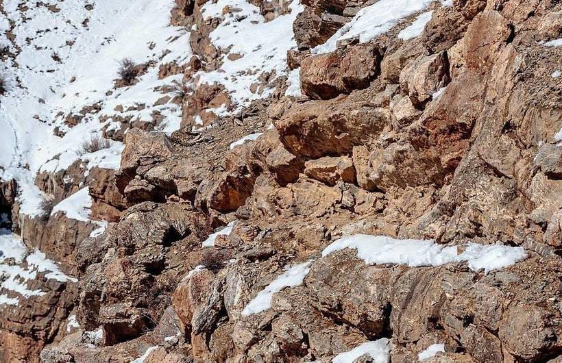 Блог - Фотограф сделал потрясающие снимки снежного барса, вот только разглядеть его нереально Фотограф сделал потрясающие снимки снежного барса, вот только разглядеть его нереально