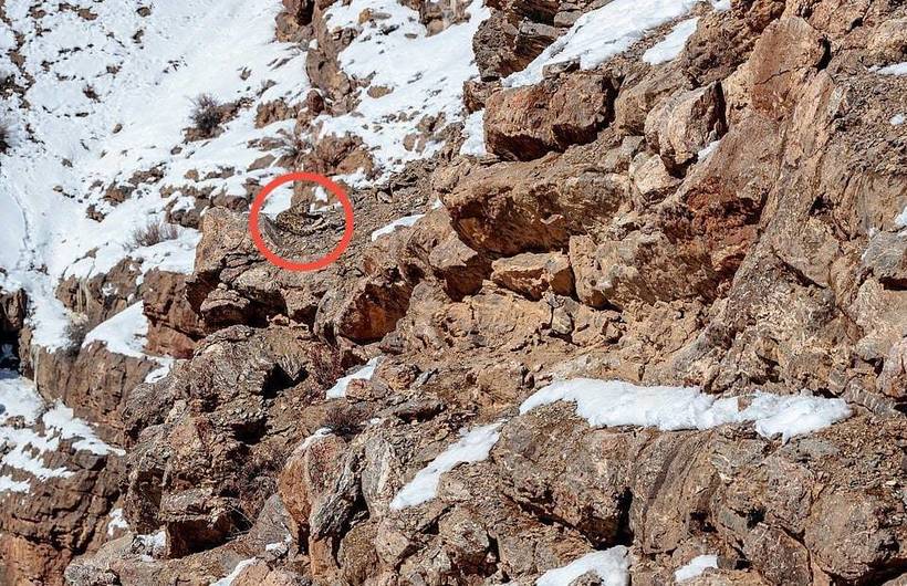Блог - Фотограф сделал потрясающие снимки снежного барса, вот только разглядеть его нереально Фотограф сделал потрясающие снимки снежного барса, вот только разглядеть его нереально