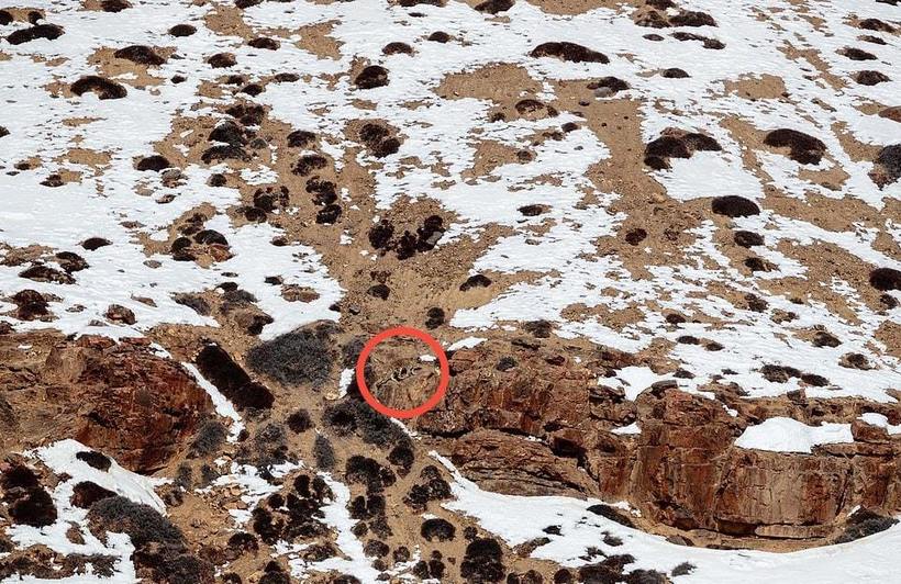Блог - Фотограф сделал потрясающие снимки снежного барса, вот только разглядеть его нереально Фотограф сделал потрясающие снимки снежного барса, вот только разглядеть его нереально