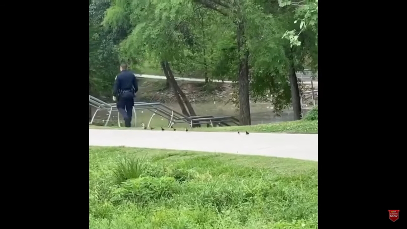 Блог - Видео: Полицейский выстроил потерявшихся в парке утят, и те пошли за ним, как за мамой Видео: Полицейский выстроил потерявшихся в парке утят, и те пошли за ним, как за мамой
