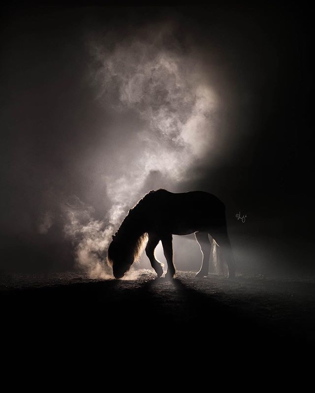 Блог - Завораживающая серия фотографий лошадей на фоне исландских пейзажей Завораживающая серия фотографий лошадей на фоне исландских пейзажей