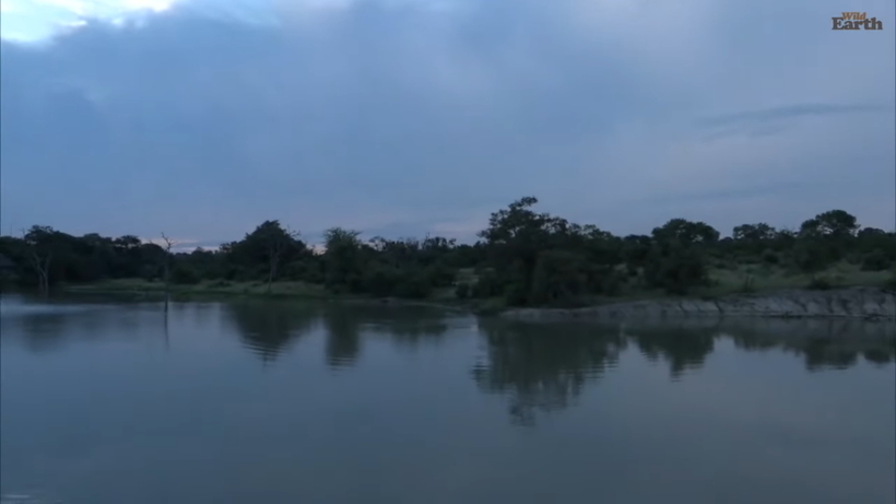 Блог - Видео: Гиппопотам отлично проводит время в одиночестве Видео: Гиппопотам отлично проводит время в одиночестве