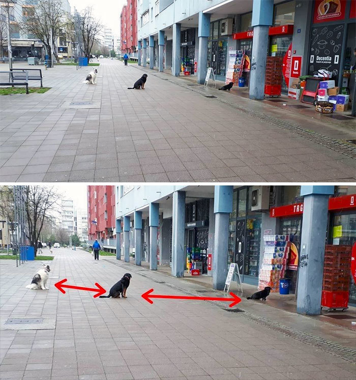 Блог - 19 забавных фото животных, которые знают о социальной дистанции больше некоторых людей 19 забавных фото животных, которые знают о социальной дистанции больше некоторых людей
