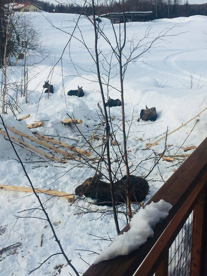 Блог - 19 забавных фото животных, которые знают о социальной дистанции больше некоторых людей 19 забавных фото животных, которые знают о социальной дистанции больше некоторых людей