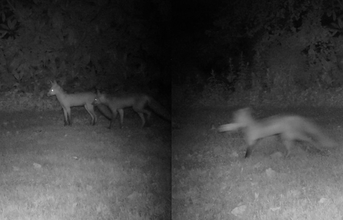 Мужчина не мог понять, кто приносит ему по ночам газеты, пока не установил камеру 