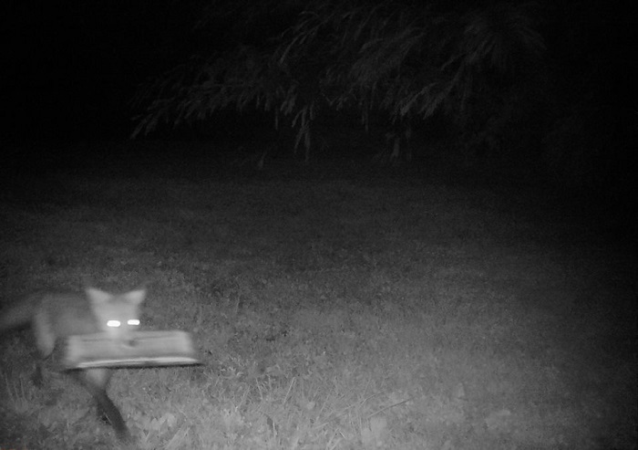 Мужчина не мог понять, кто приносит ему по ночам газеты, пока не установил камеру 