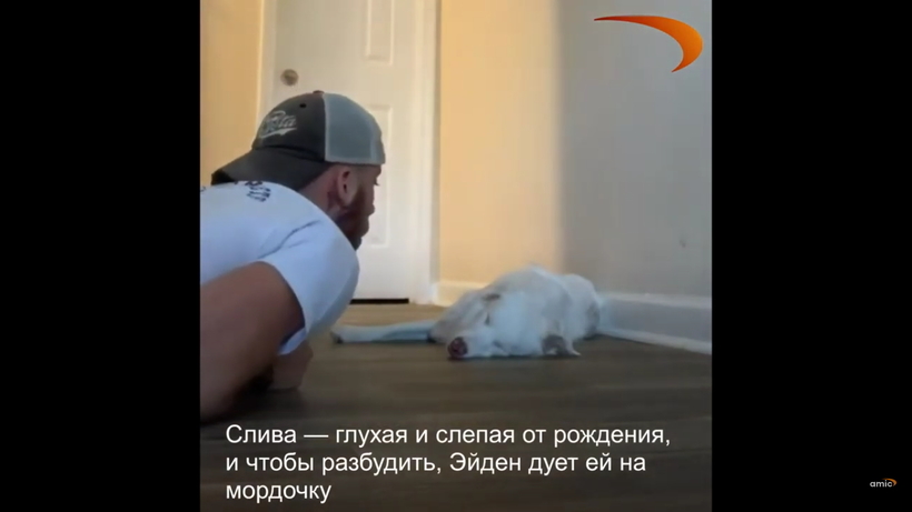 Блог - Парень придумал, как будить свою слепую и глухую собаку, а затем снял все на видео Парень придумал, как будить свою слепую и глухую собаку, а затем снял все на видео