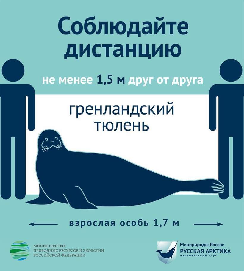 Блог - Во всем мире безопасную дистанцию между людьми вдруг стали измерять животными Во всем мире безопасную дистанцию между людьми вдруг стали измерять животными