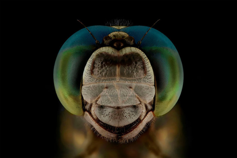 Лица: фантастические макромиры Мофида Абу Шалвы 