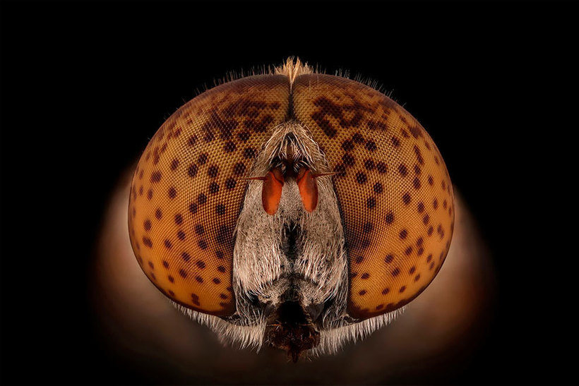 Лица: фантастические макромиры Мофида Абу Шалвы 